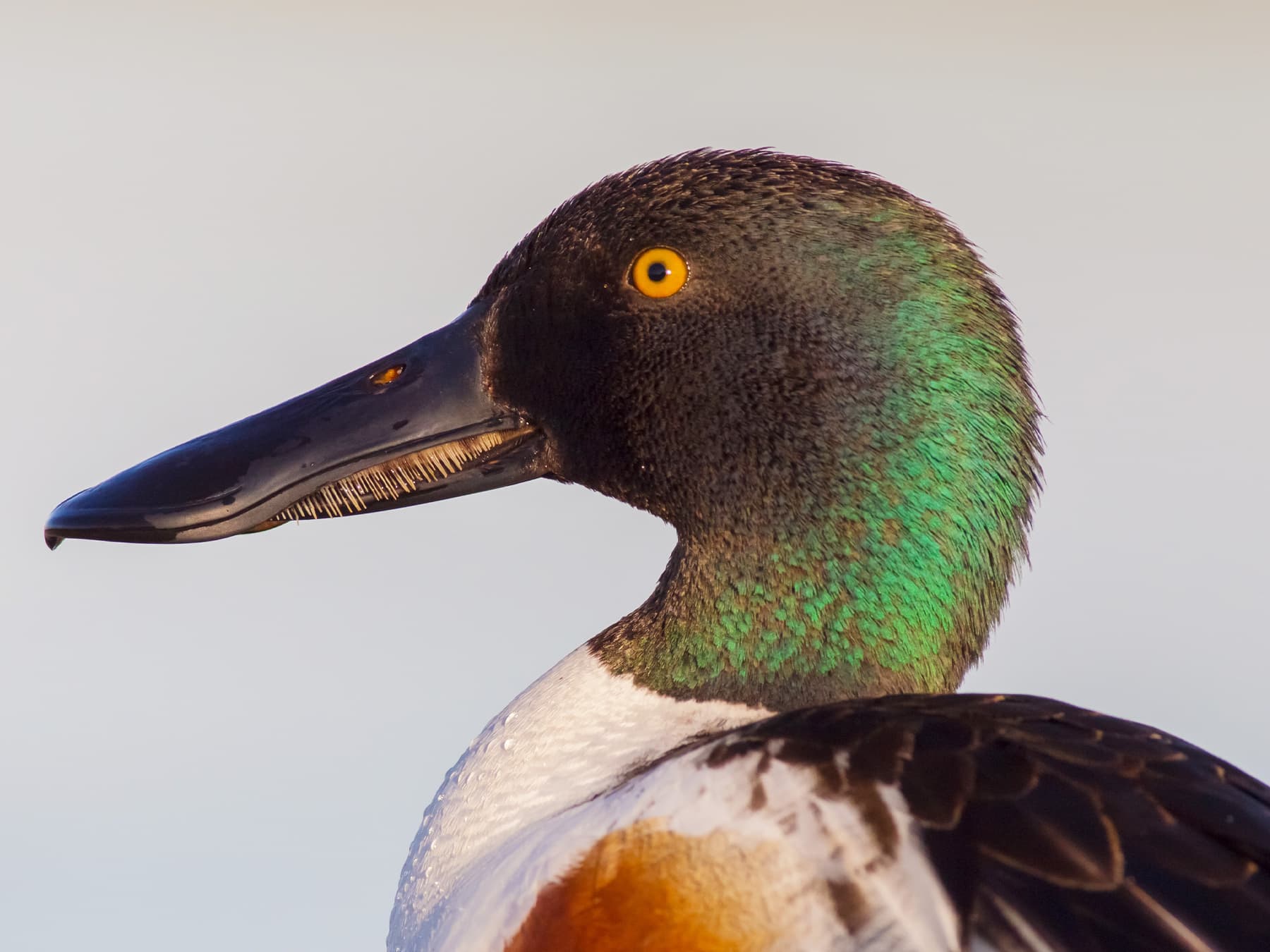 Portrait of a Northern Shoveler