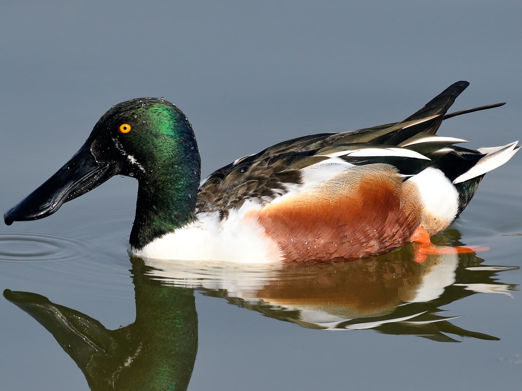 Male Northern Shoveler