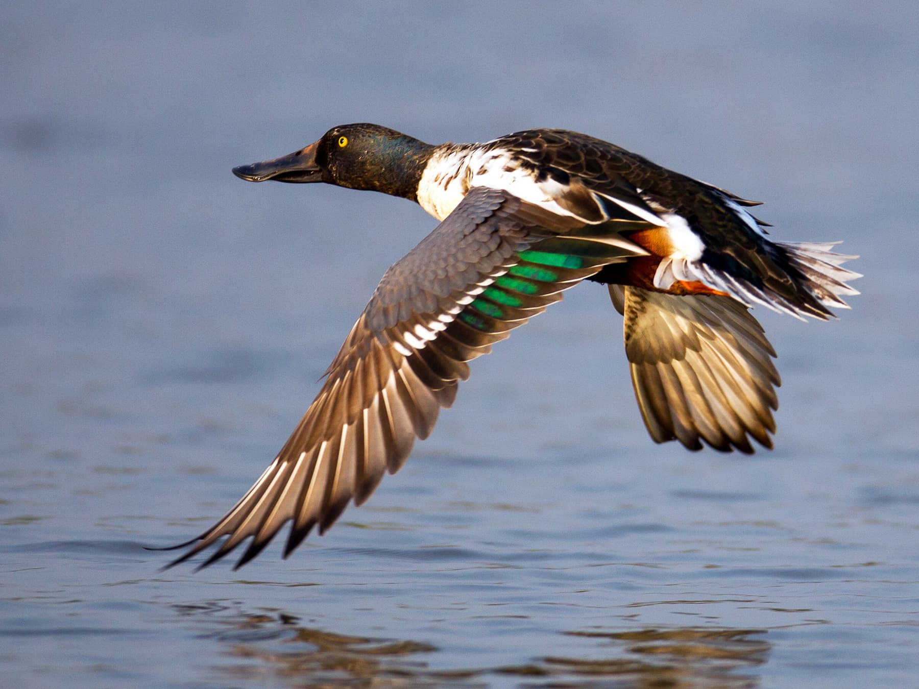 Northern Shoveler taking off from lake