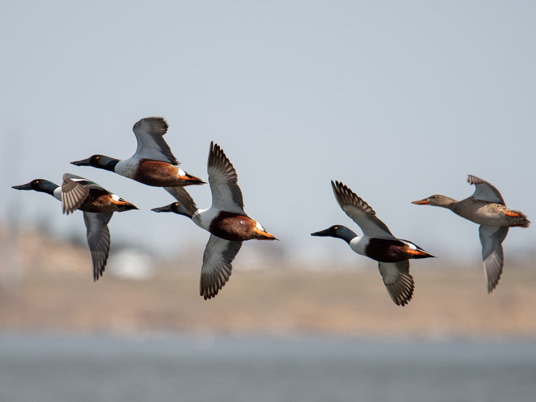 Small flock of Northern Shovelers in-flight