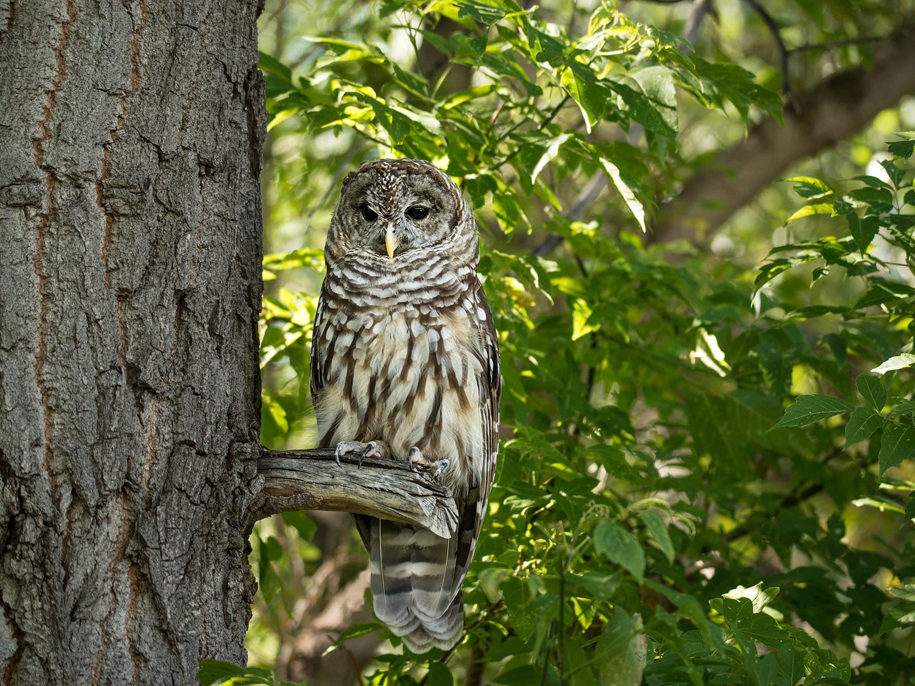 Northern spotted owl