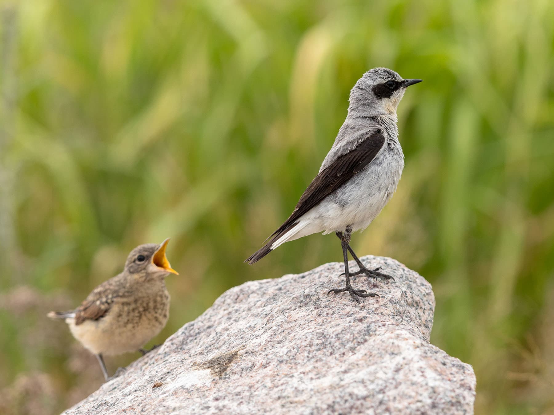 Wheatear (male) looking away from his demanding fledgling offspring
