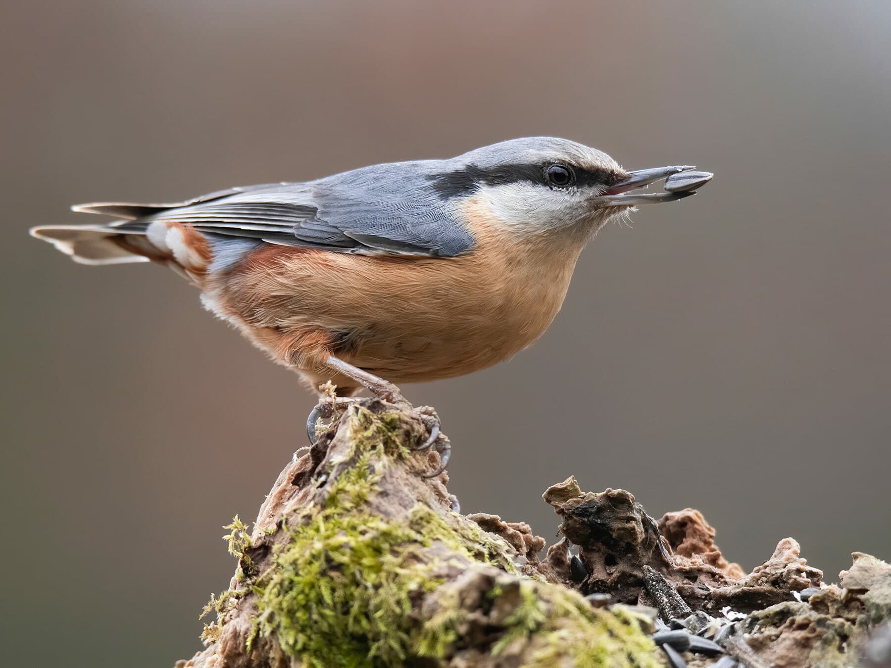 Eurasian Nuthatch with food