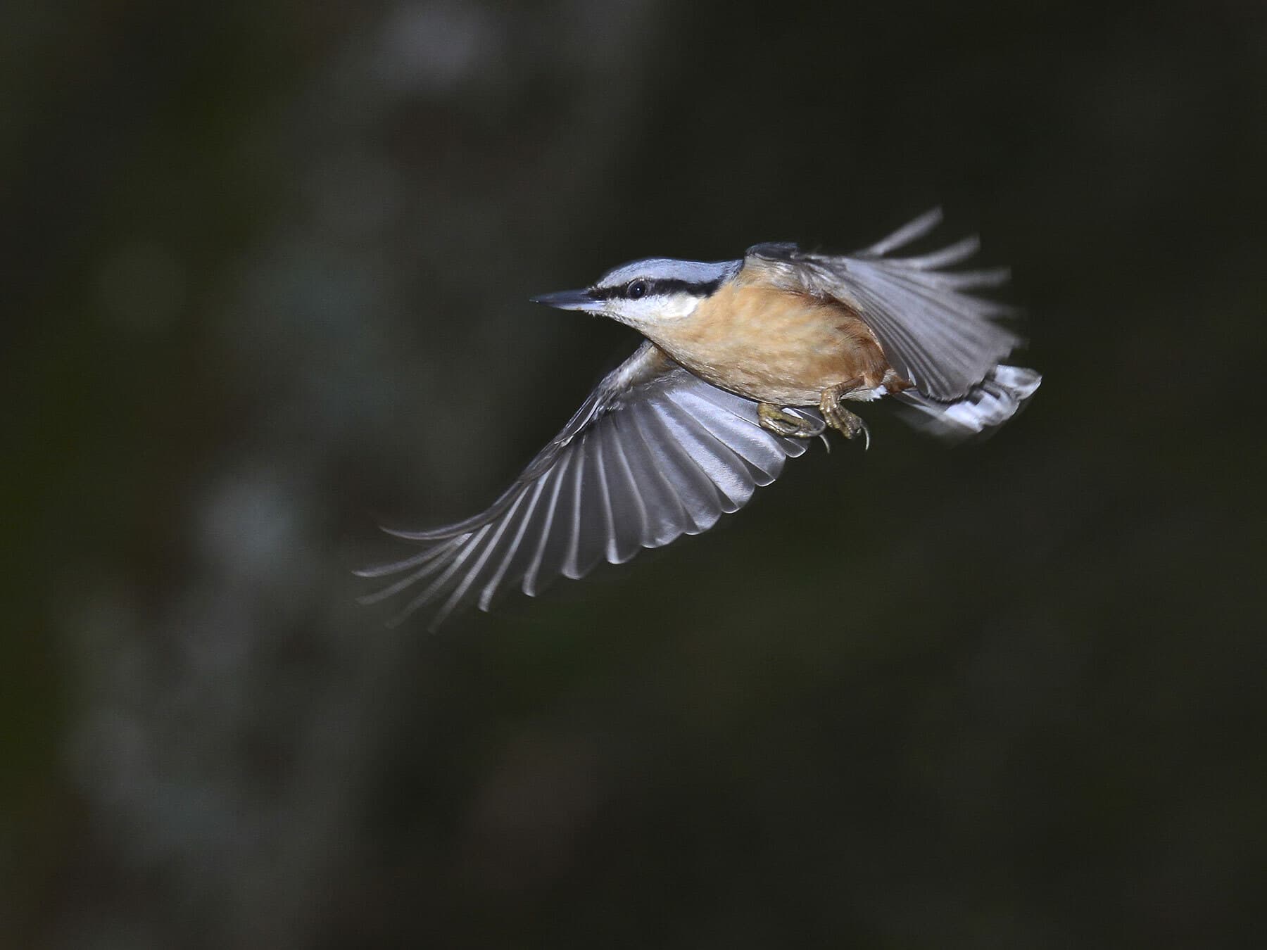 Eurasian Nuthatch in flight