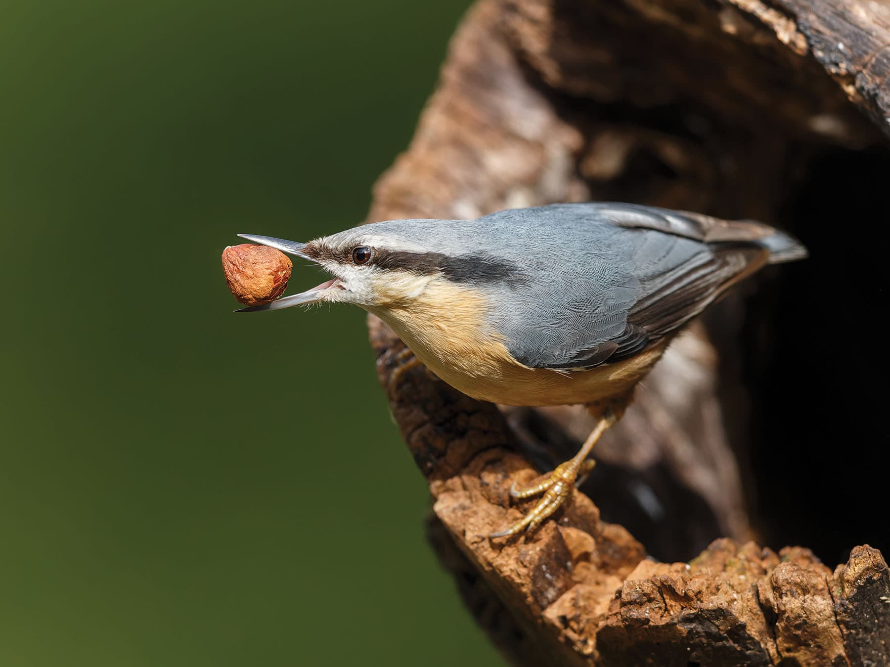Nuthatch foraging for food in the woodlands