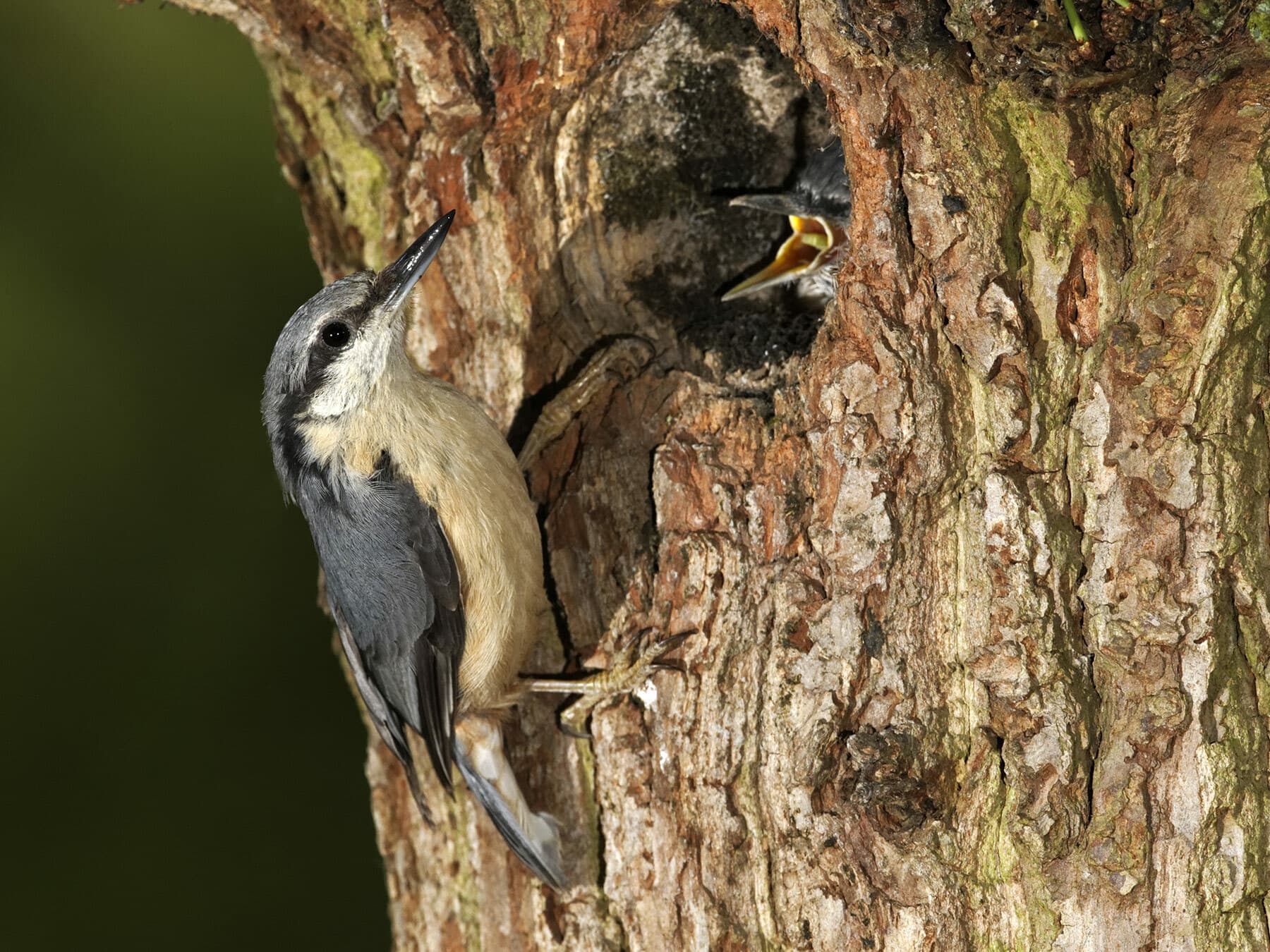 Nuthatch nest in tree, feeding young chicks