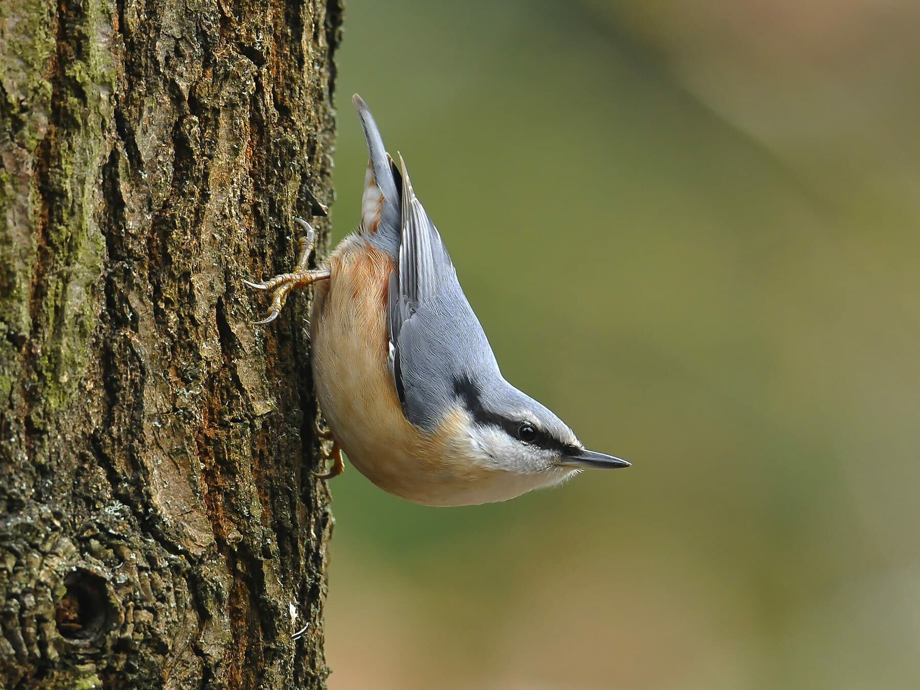 Nuthatch, also known as the Wood Nuthatch in its 'classic' pose