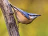Eurasian Nuthatch