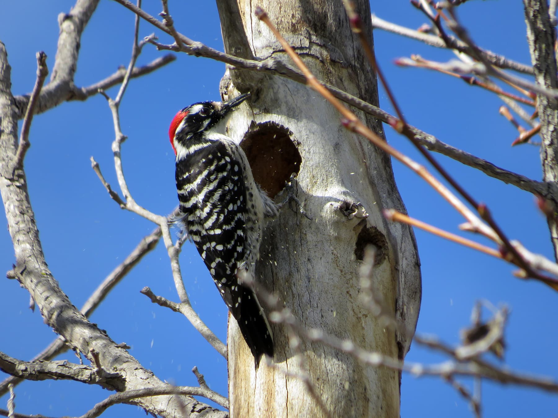 Nuttall's Woodpecker excavating his nest