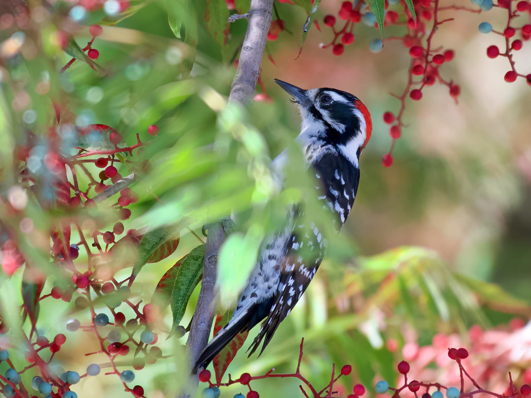 Nuttall's Woodpecker exploring in the berry tree