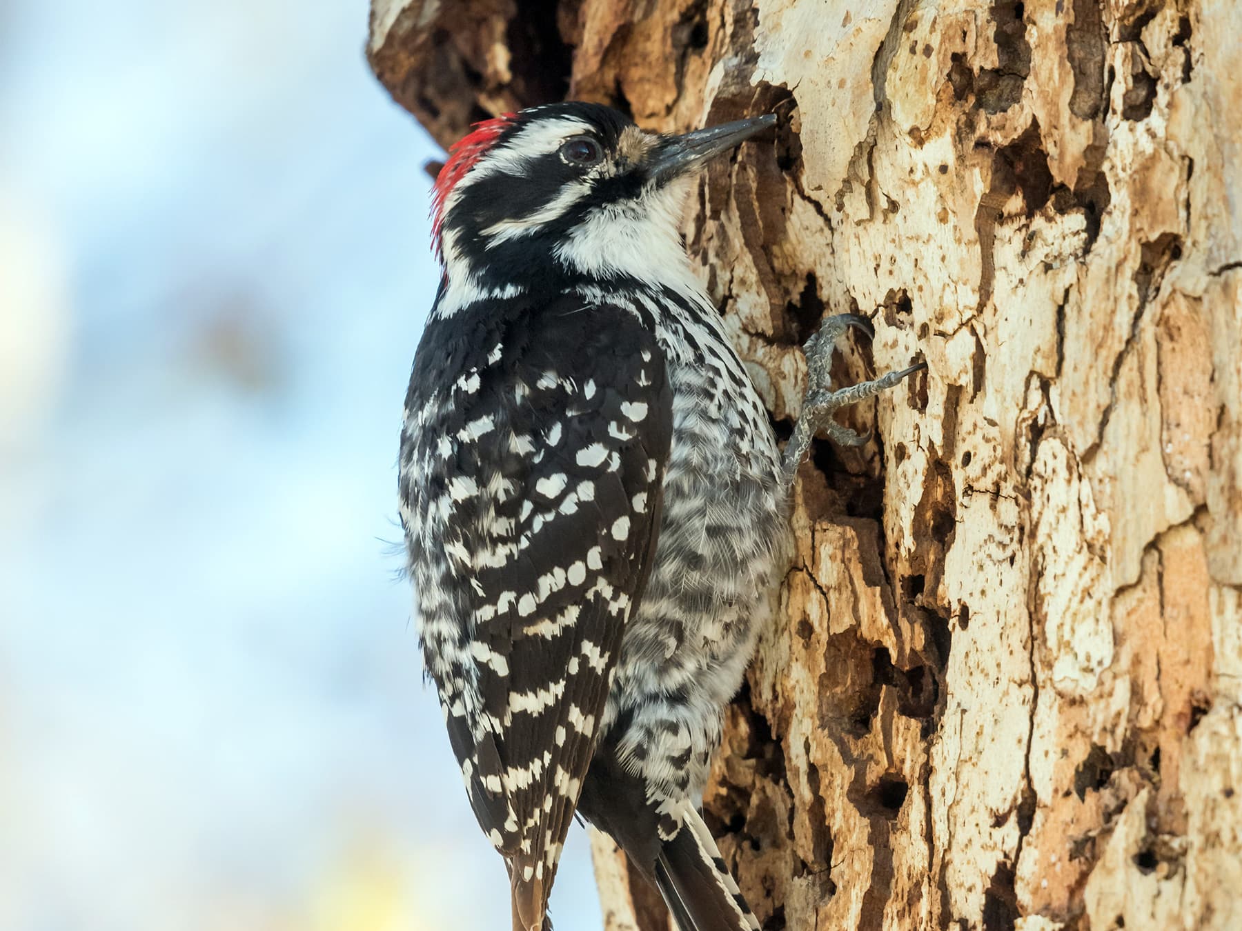 Nuttall's Woodpecker foraging on a tree trunk