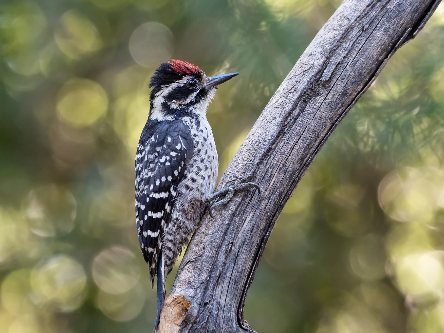 Nuttall's Woodpecker Male
