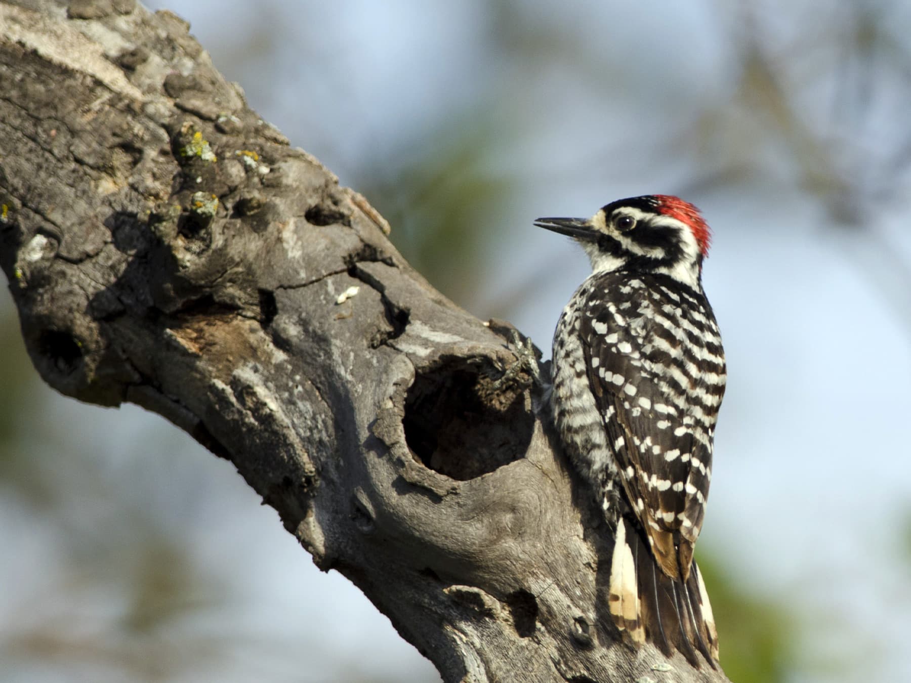Nuttall's Woodpecker sitting on a branch in natural habitat