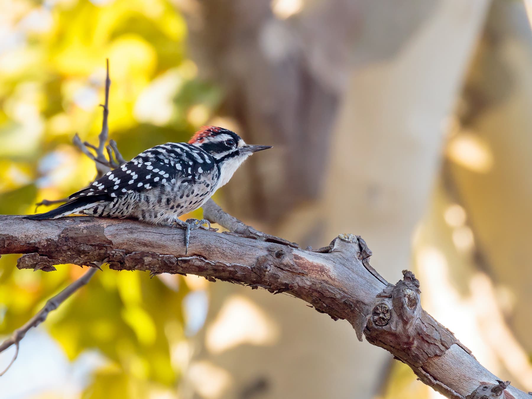 Nuttall's Woodpecker perching under a canopy of oak trees