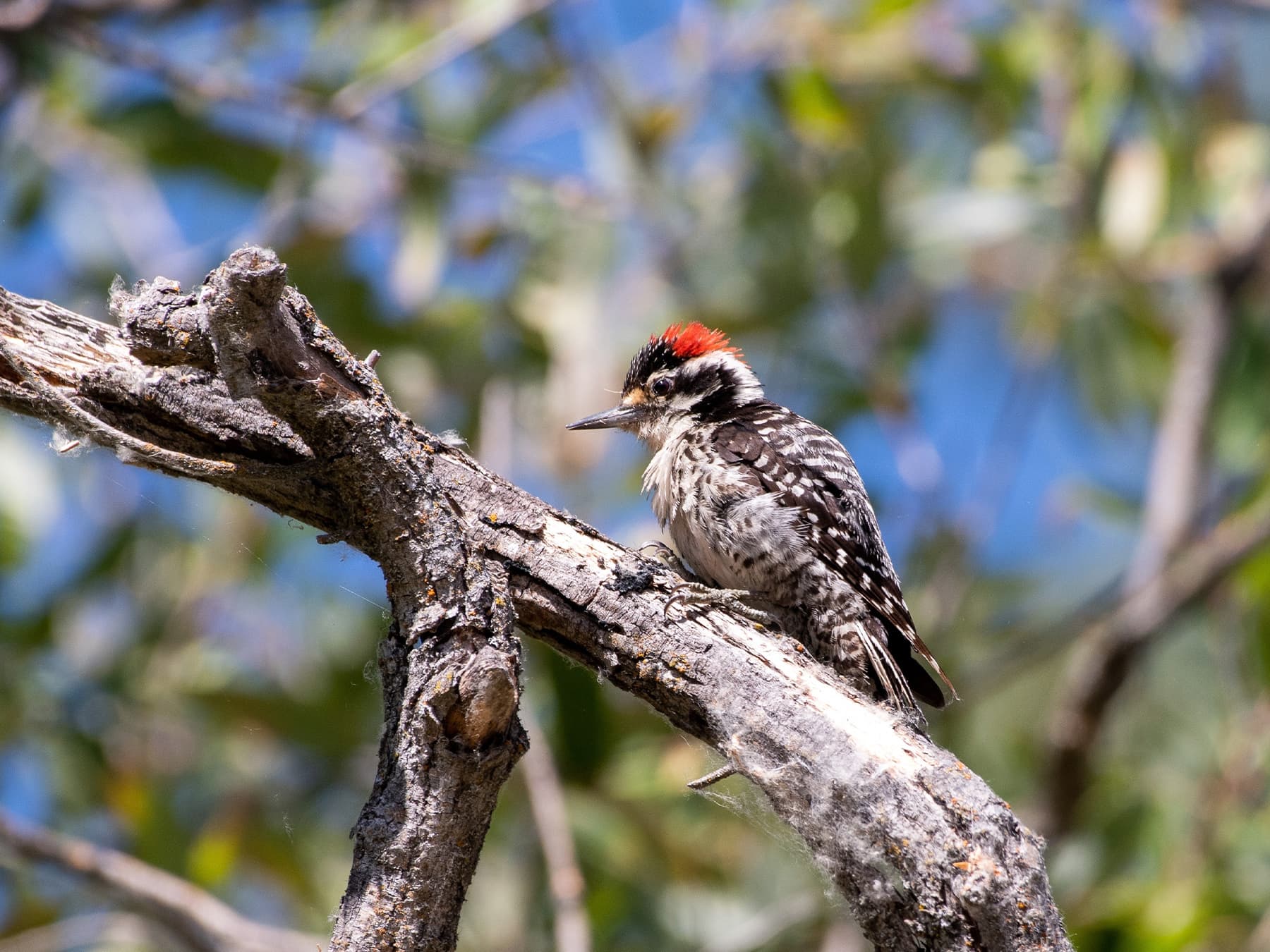 Nuttall's Woodpecker resting on a branch