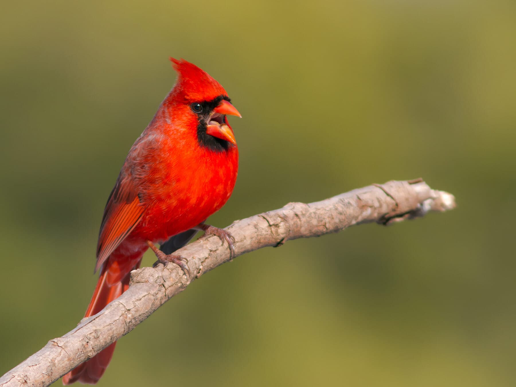 Northern Cardinal
