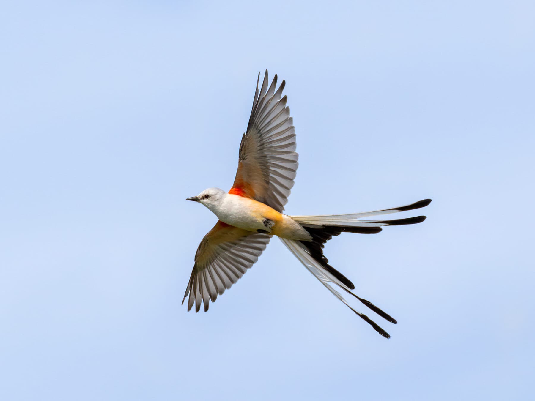 Scissor-tailed Flycatcher