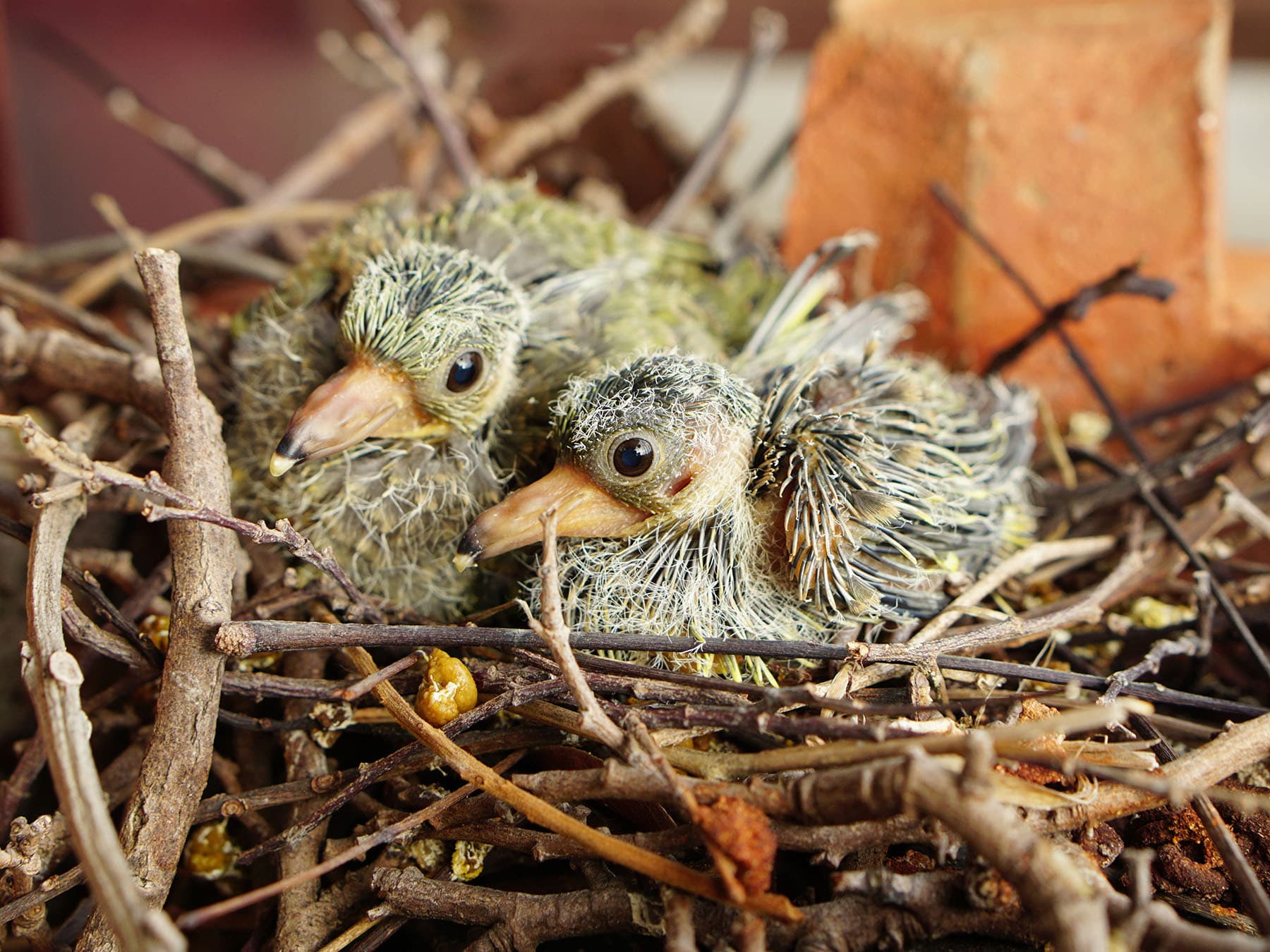 Nest of an Orange-breasted Green-pigeon with two chicks