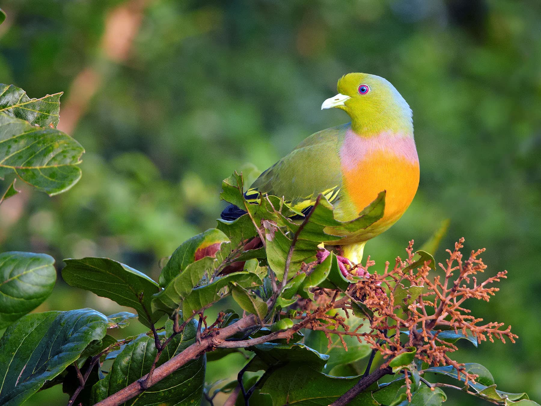 Orange-breasted Green-pigeon sitting in a bush