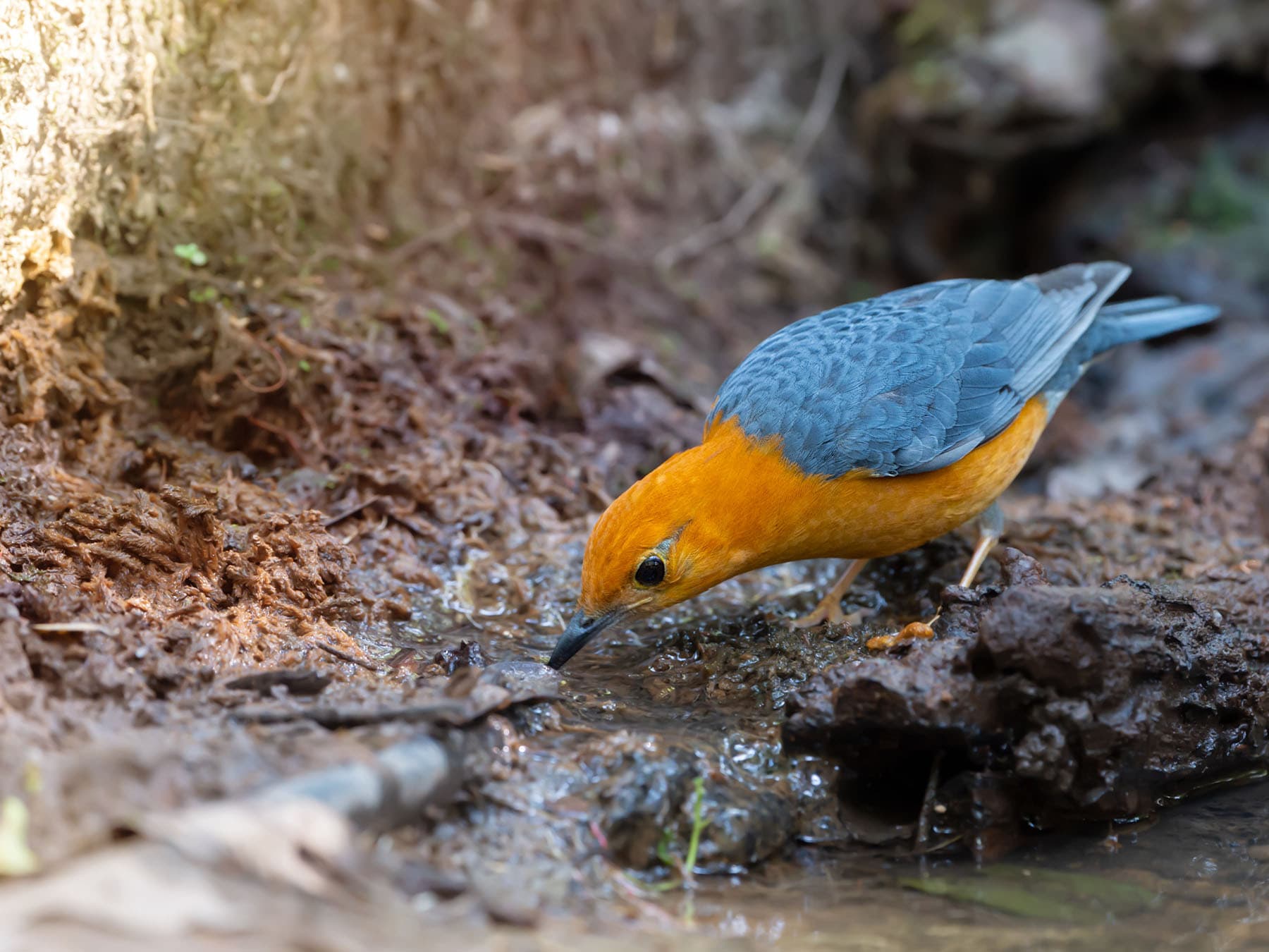 Orange-headed Thrush taking a drink