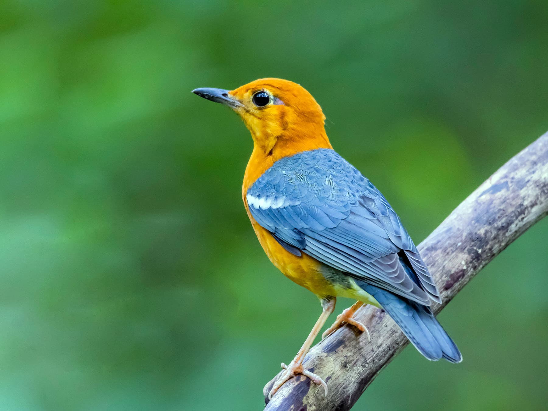 Orange-headed Thrush perching on a branch