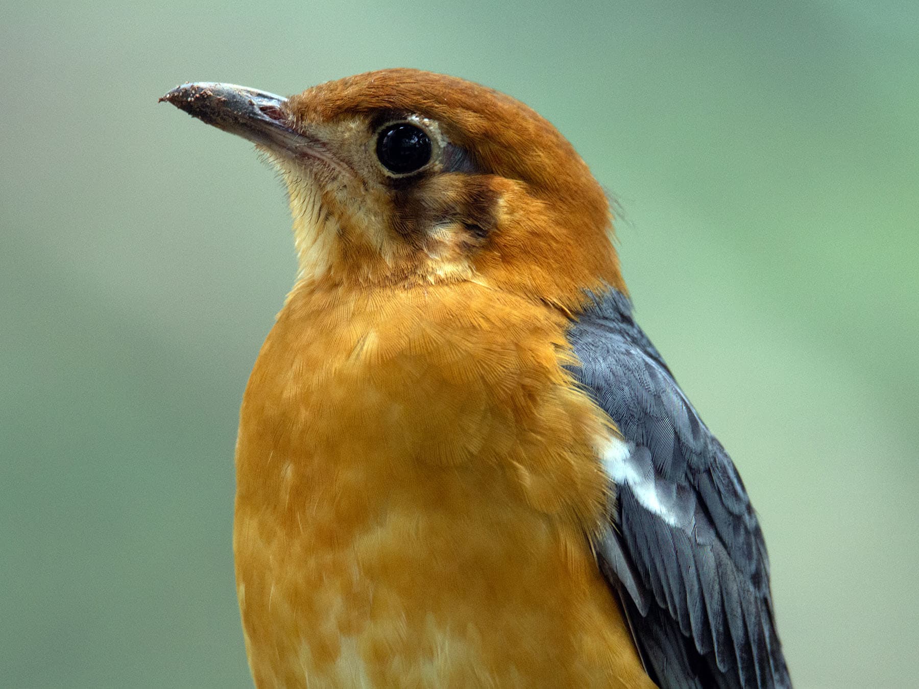 Portrait of a Orange-headed Thrush