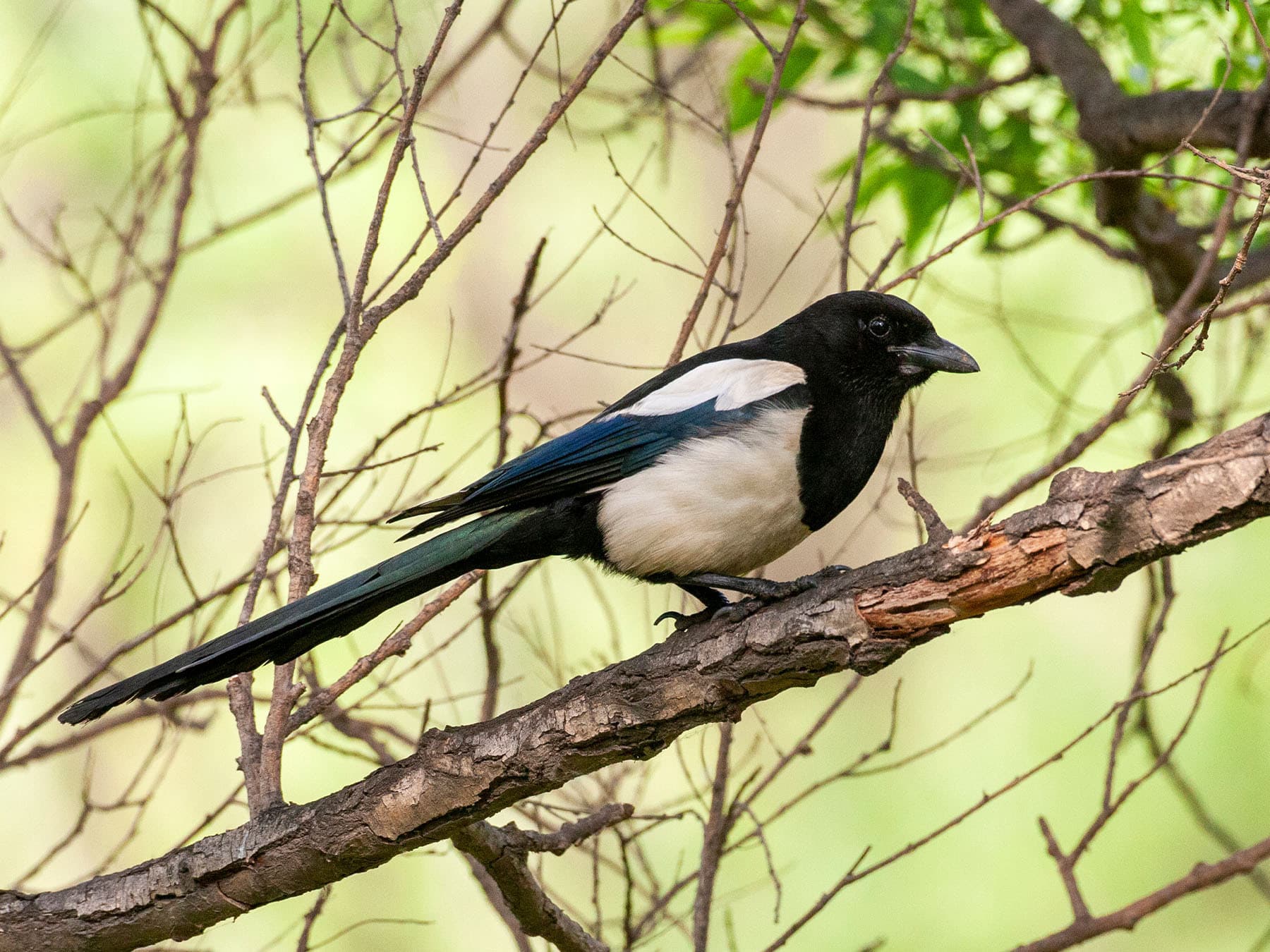 Oriental magpie perched in tree