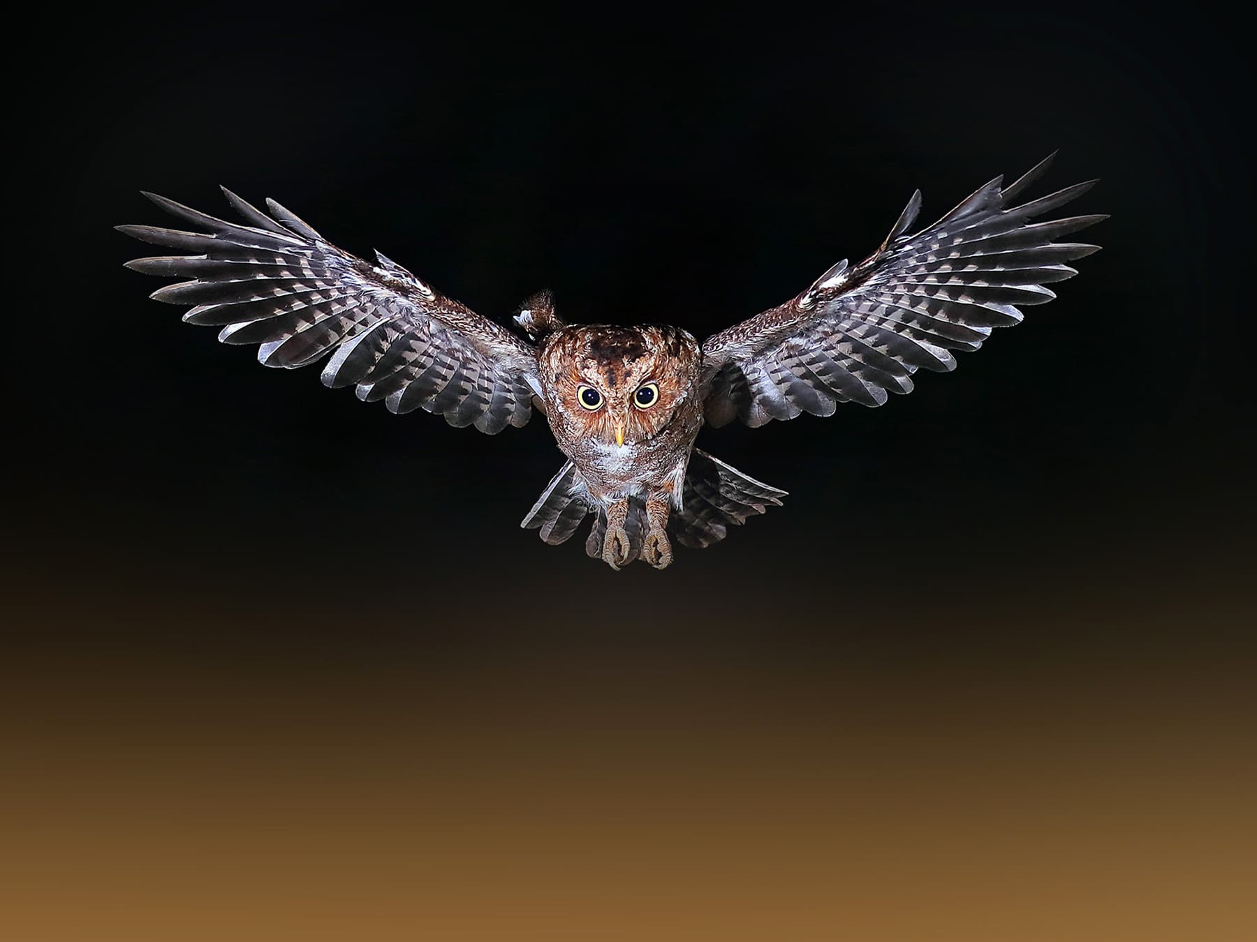Oriental Scops-Owl, rufous morph, in-flight