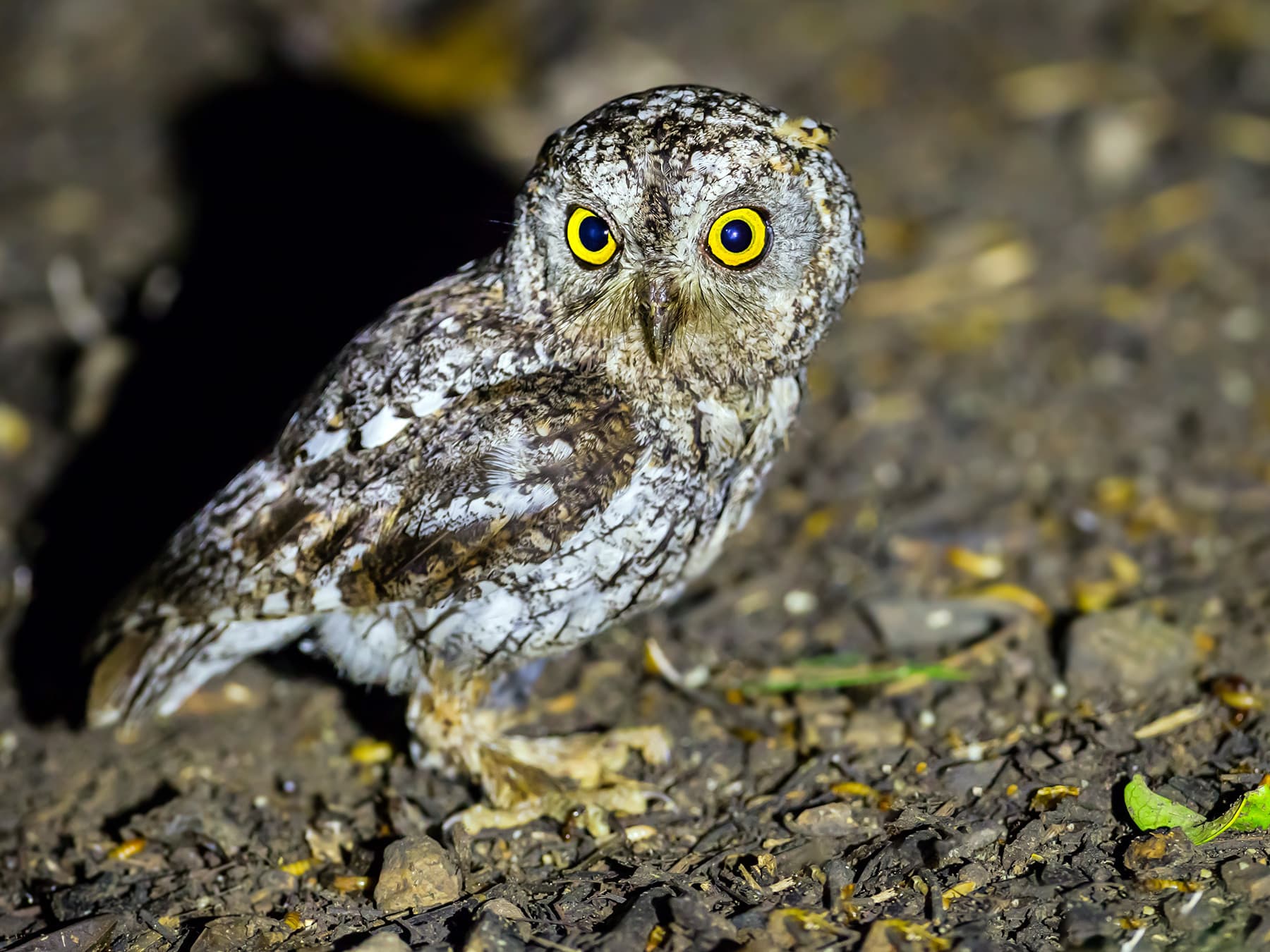 Oriental Scops-Owl looking on food on the ground of the forest