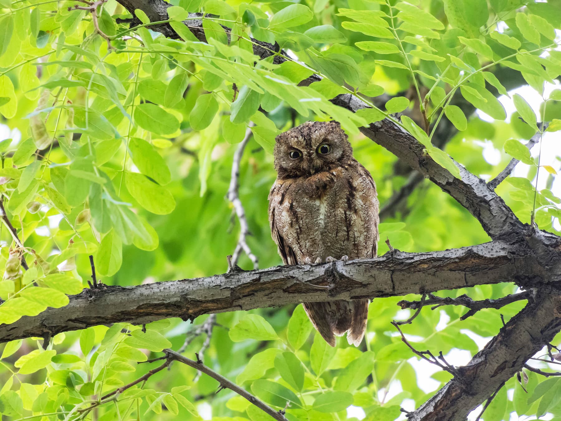 Oriental Scops-Owl, red morph, sitting on a branch