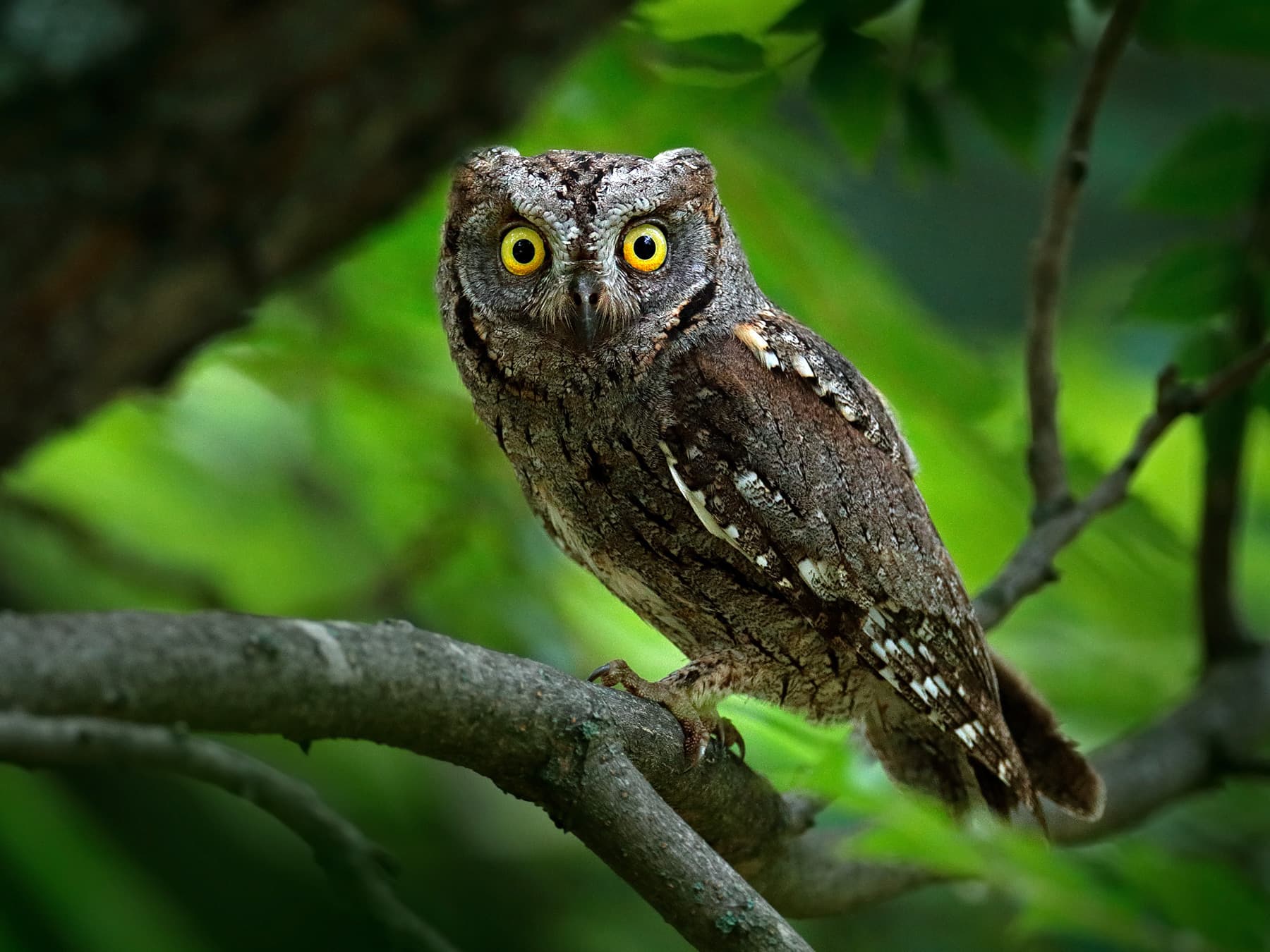 Oriental Scops-Owl in woodland habitat