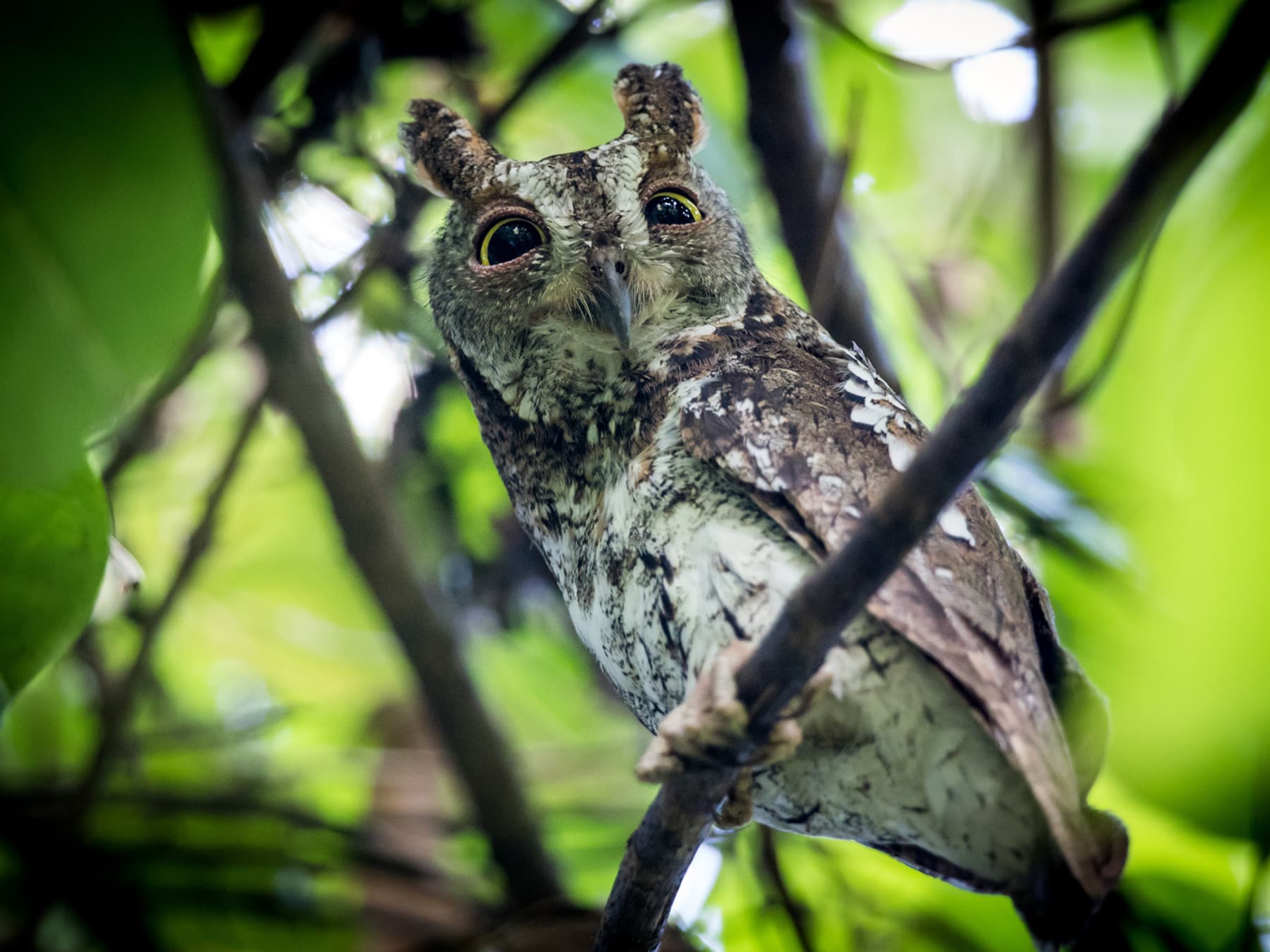 Oriental Scops-Owl perched in woodland habitat with pronounced ear tufts
