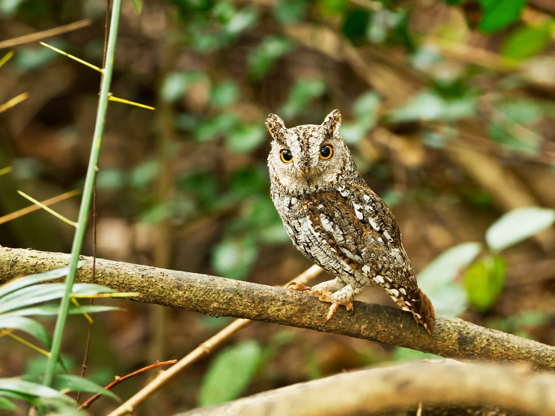 Oriental Scops-Owl perching on a branch