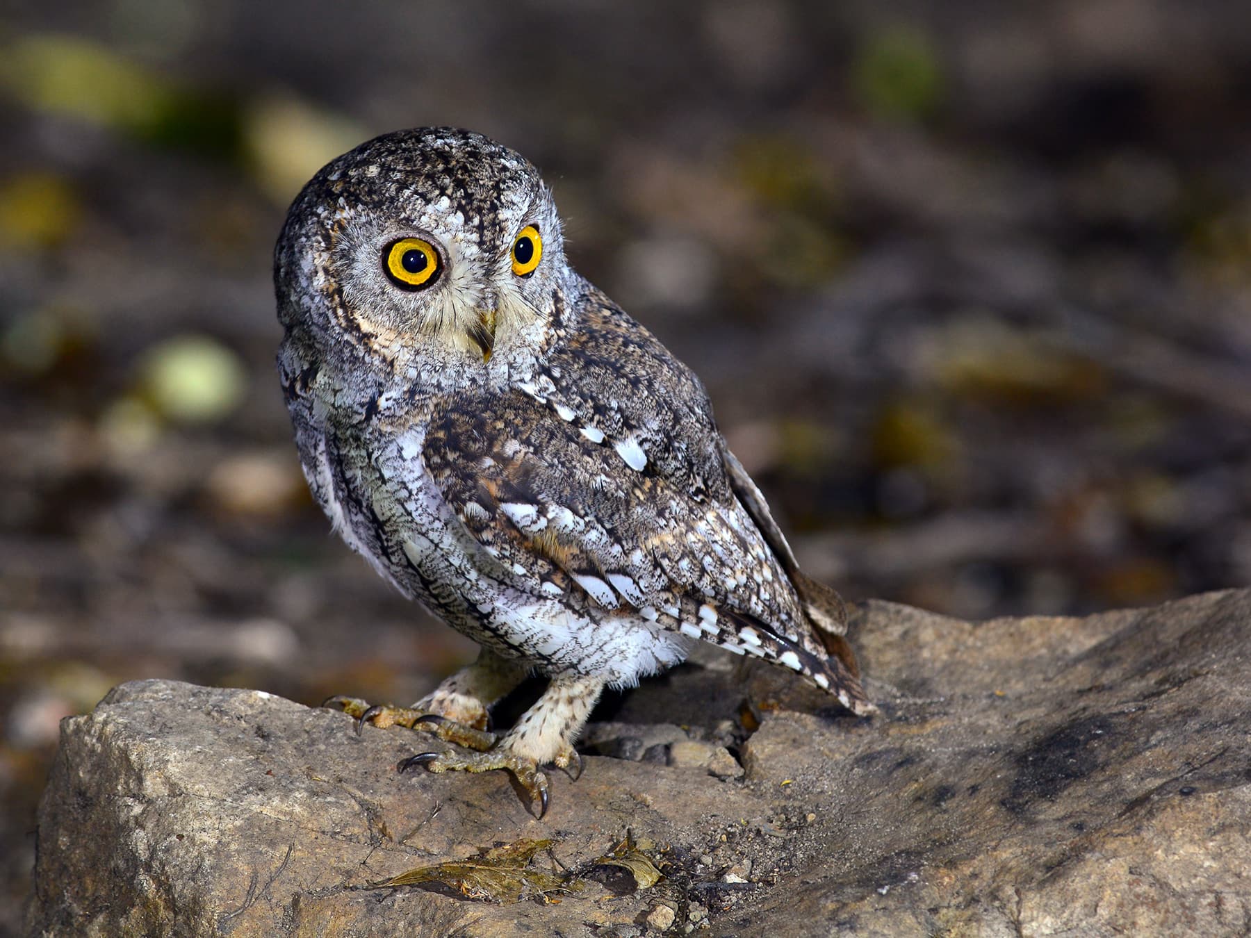 Oriental Scops-Owl perching on a fallen branch