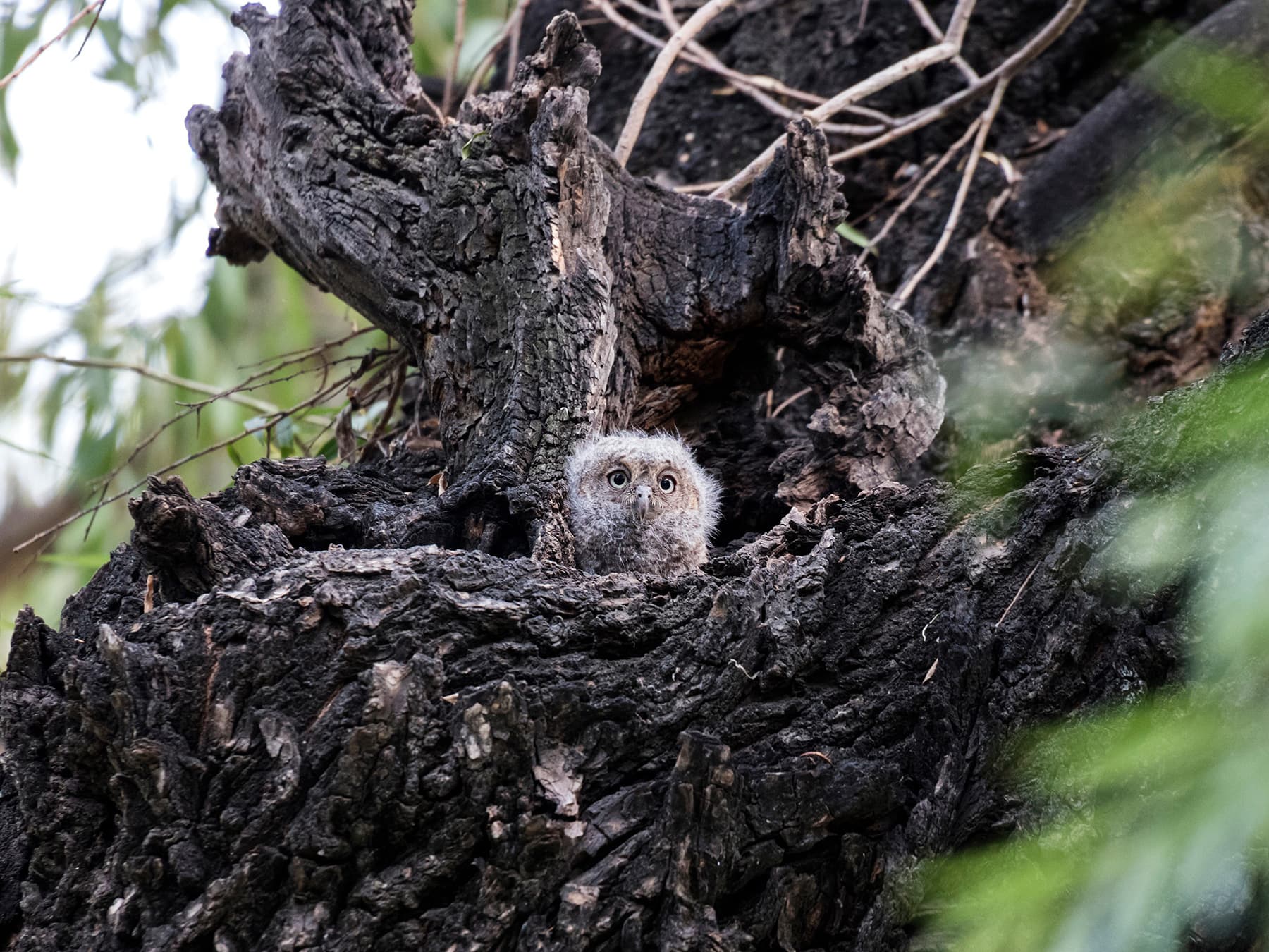 Oriental Scops-Owlet in nest cavity