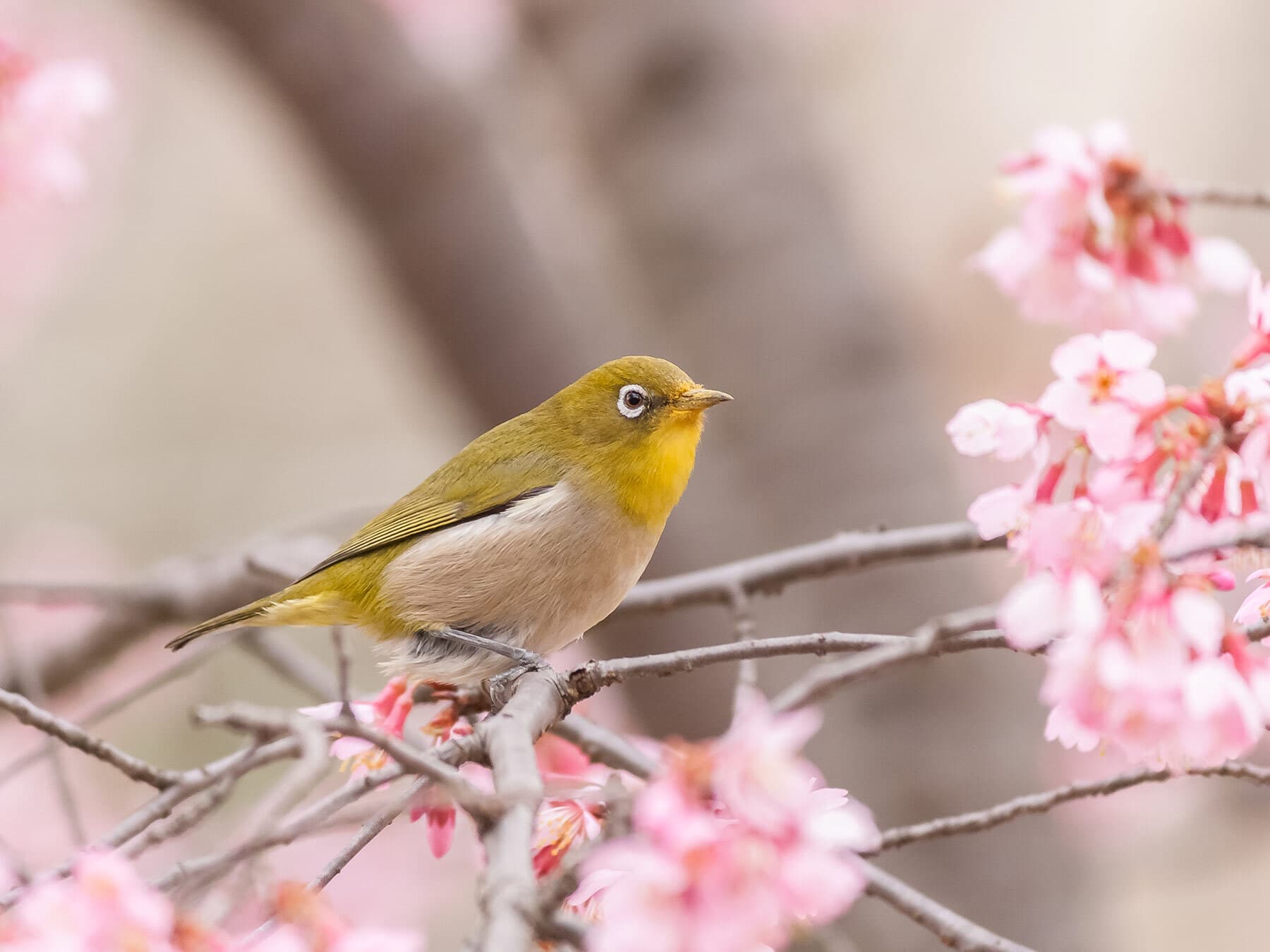 Oriental white eye