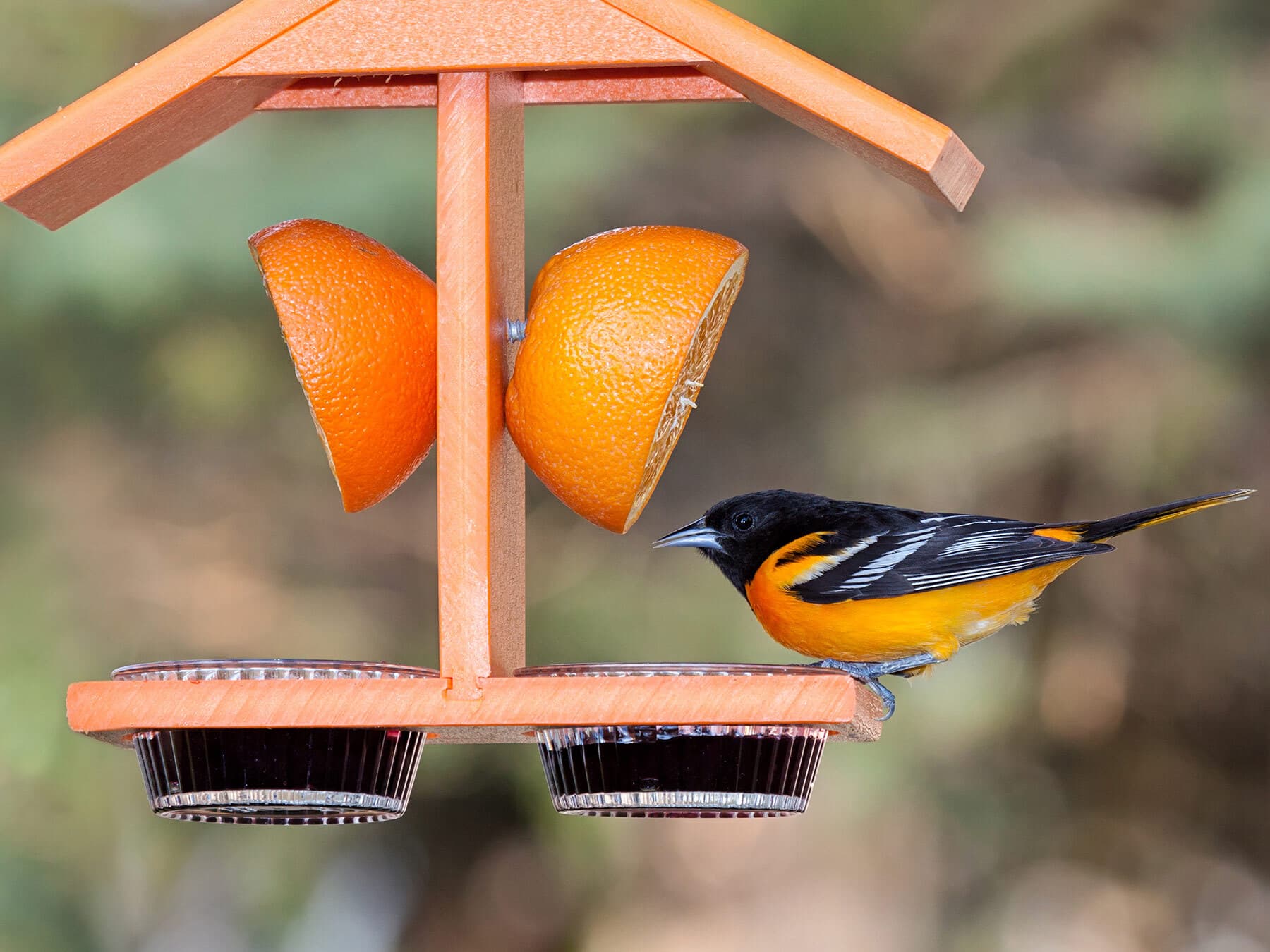 Oriole at orange feeder