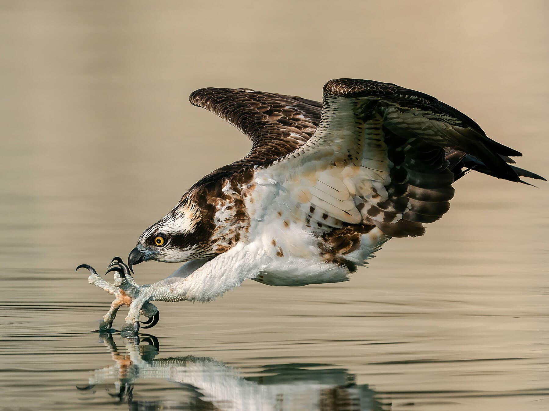 Osprey looking for fish