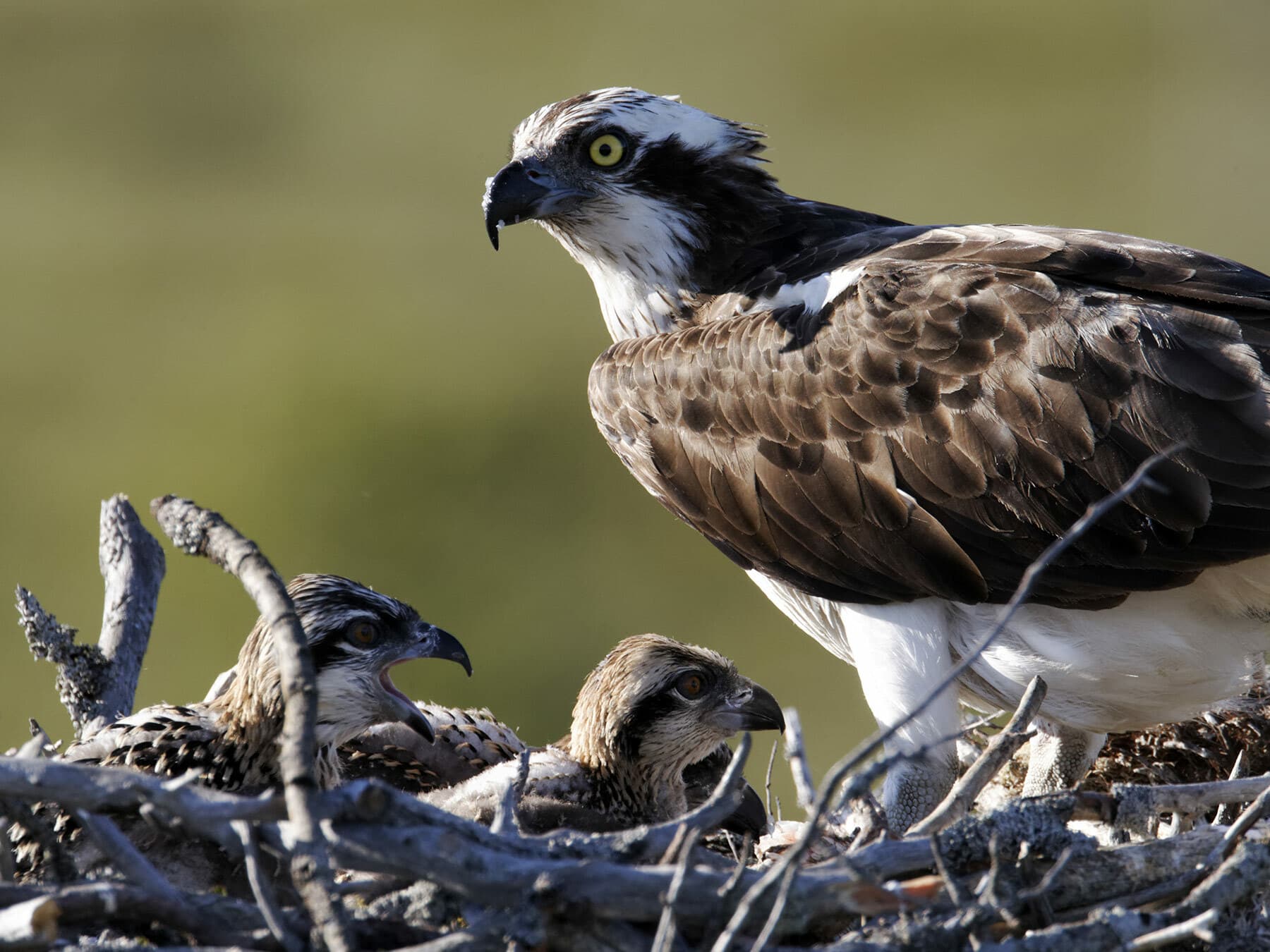Osprey adult and chicks