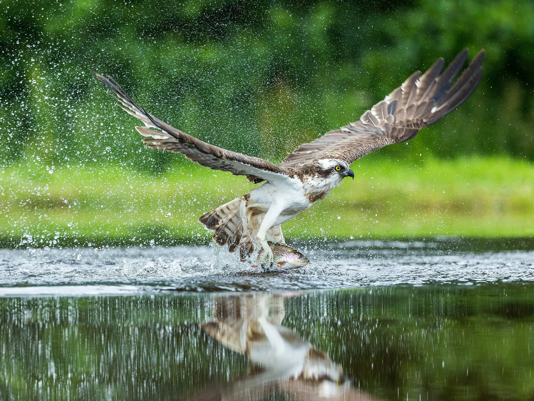Osprey catching fish