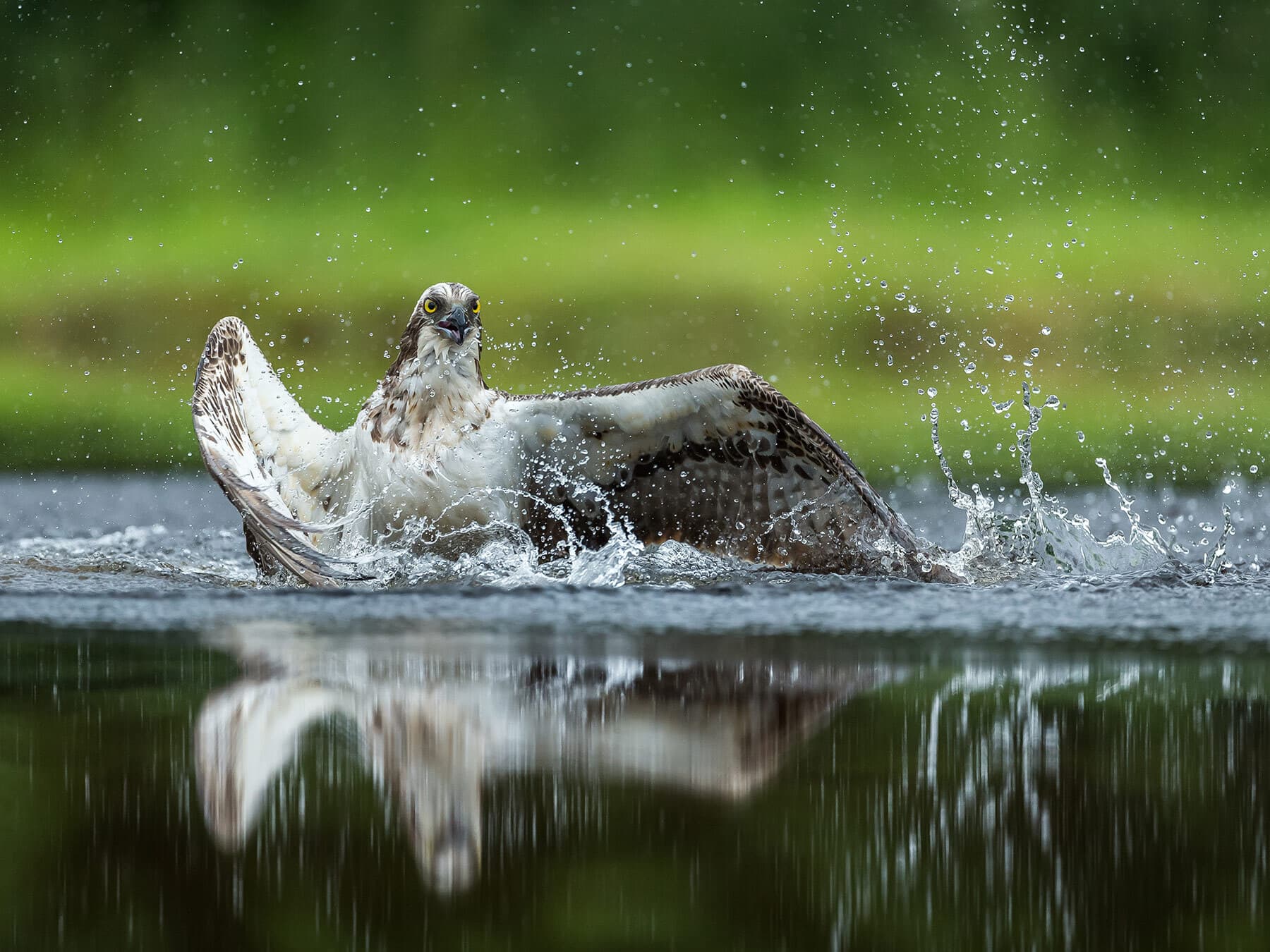 Osprey catching trout