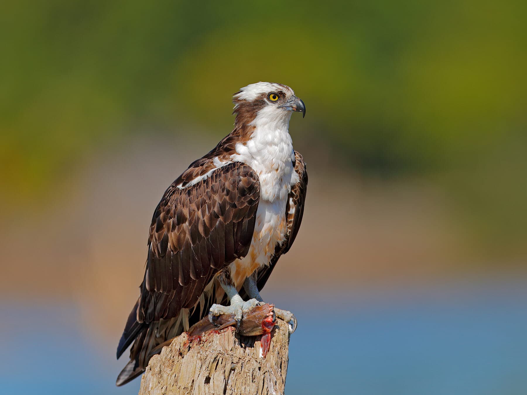Osprey eating fish