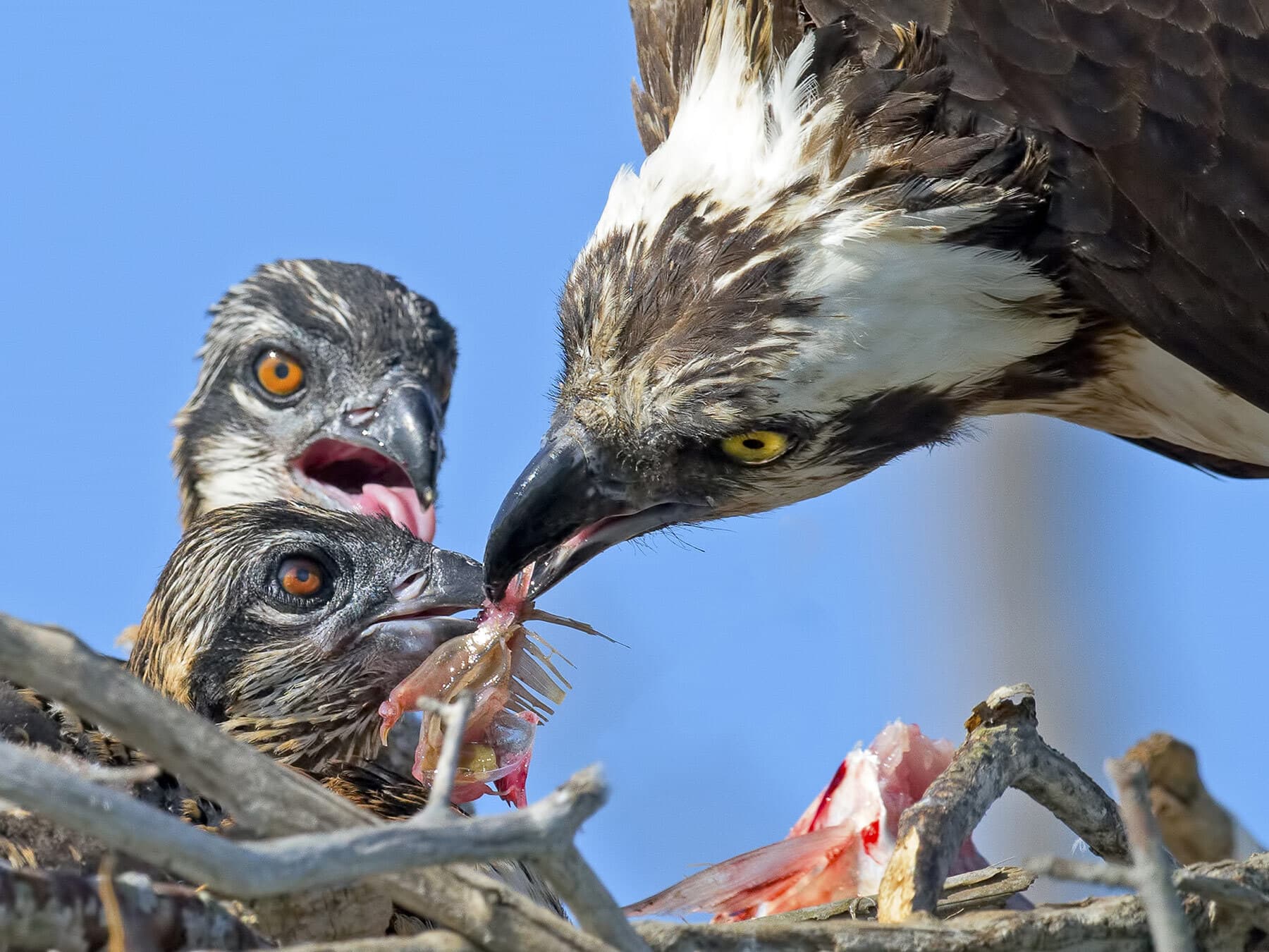 Osprey feeding chicks