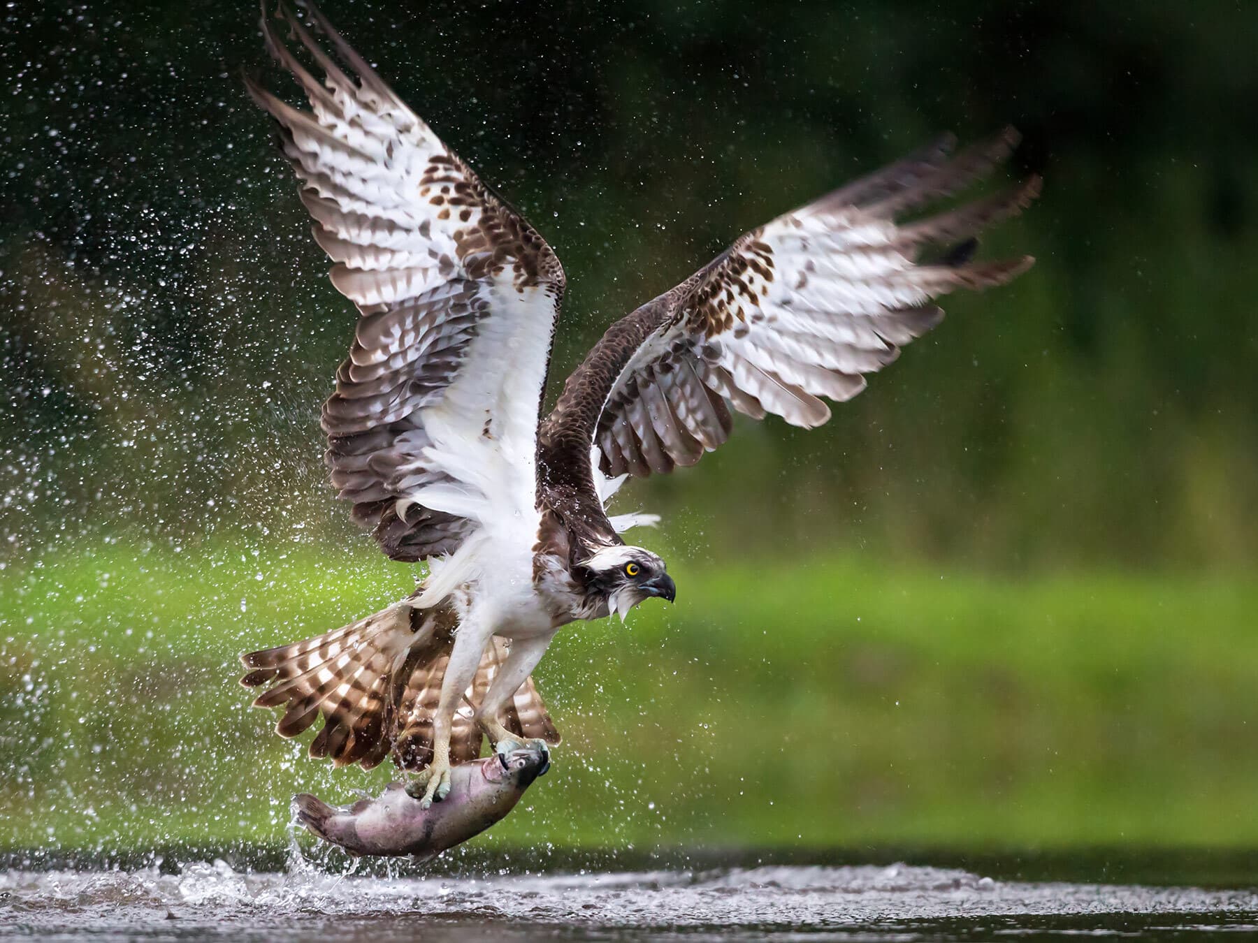 Osprey fishing