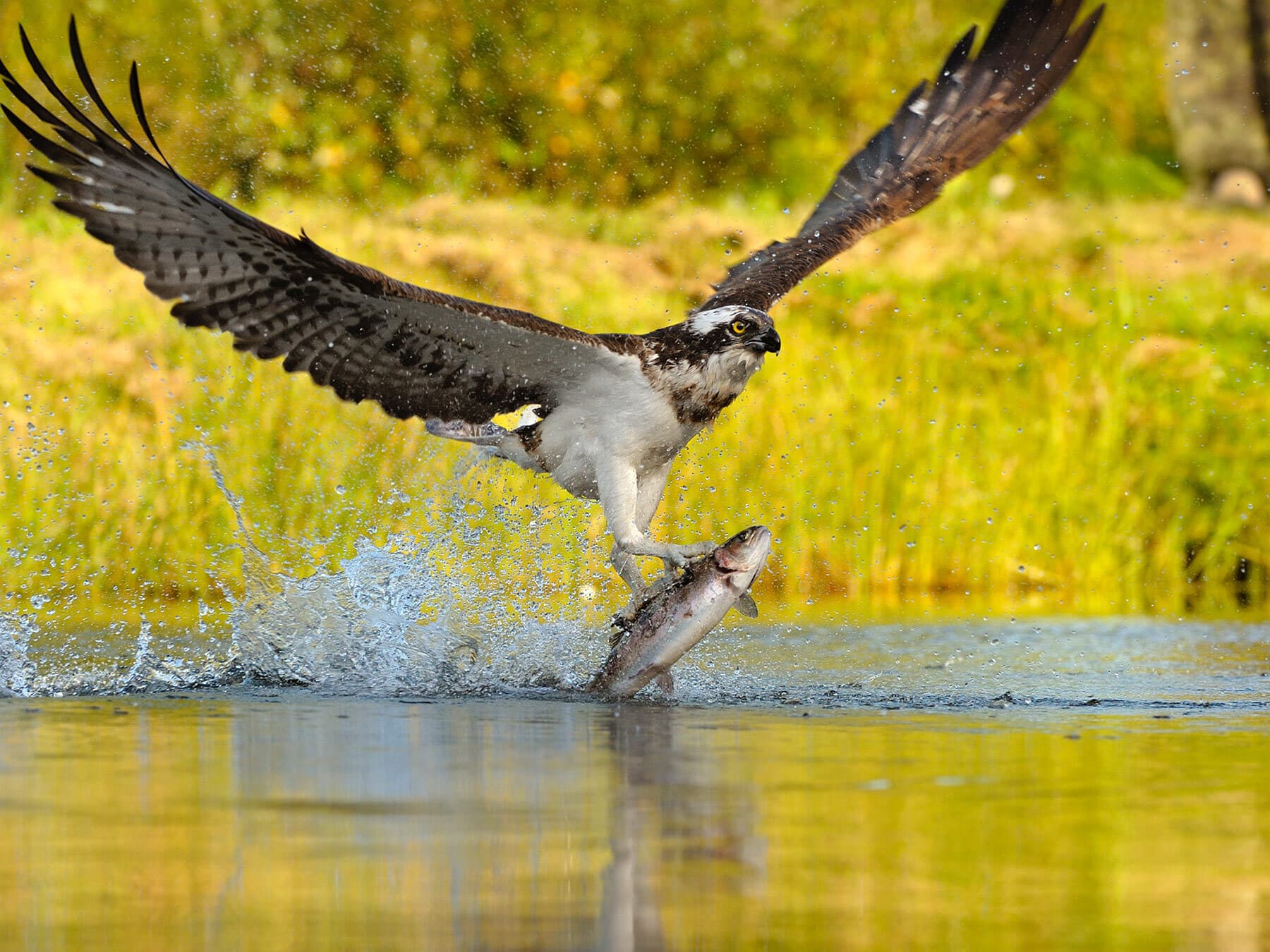 Osprey fishing