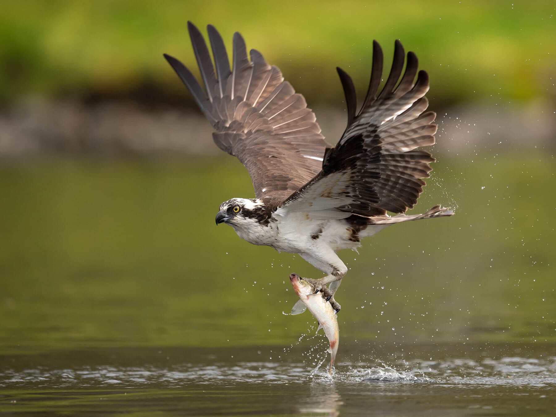 Osprey fishing