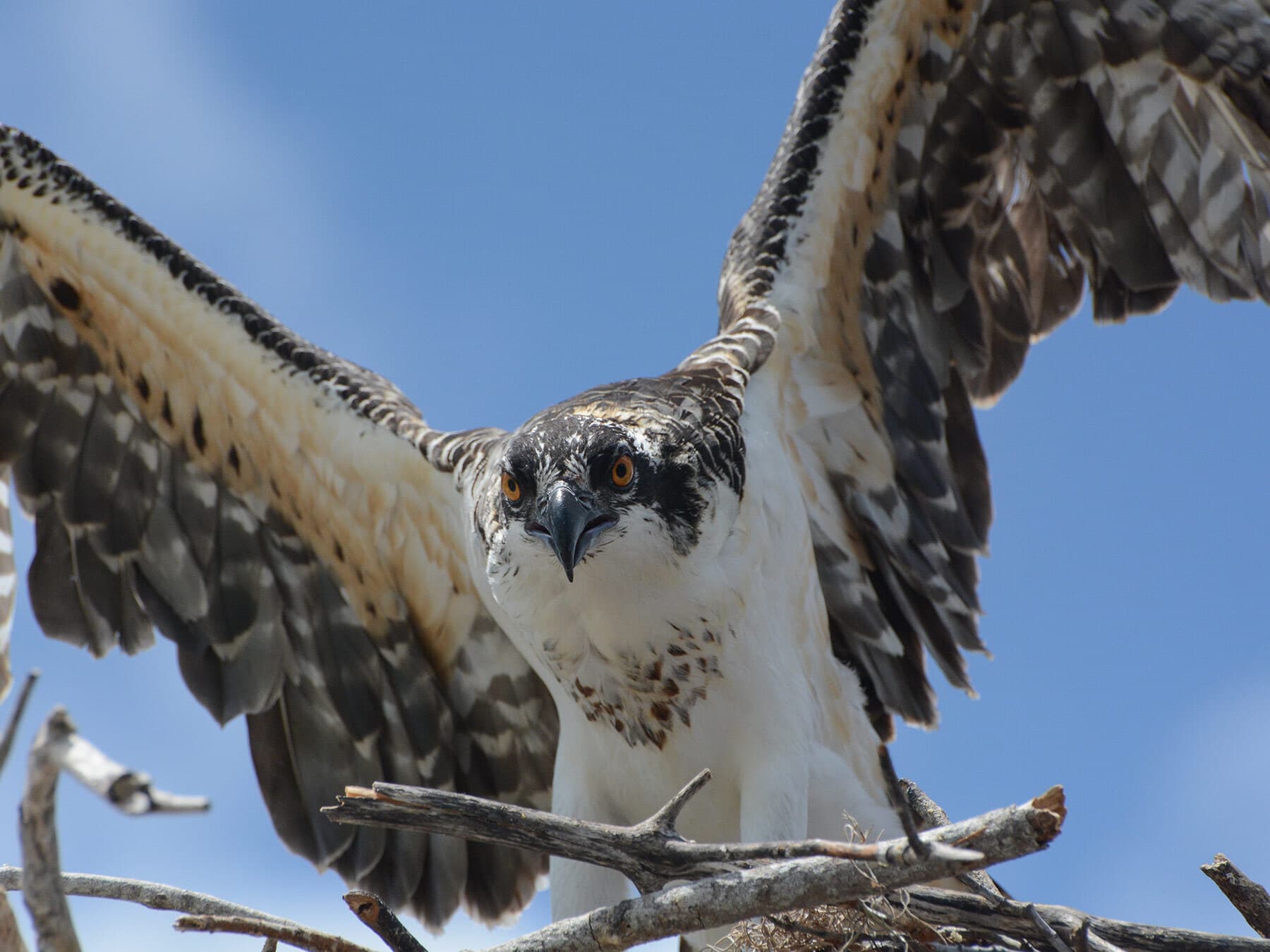 Osprey fledgling