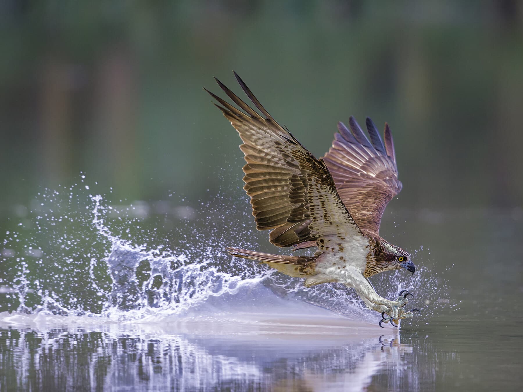 Osprey hunting