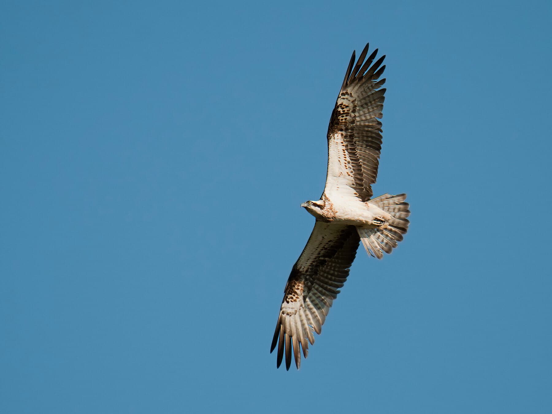 Osprey in flight