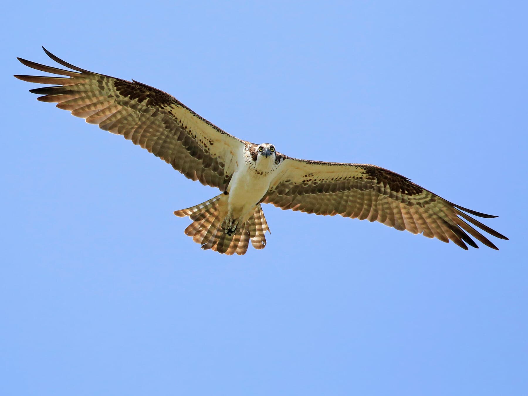 Osprey in flight